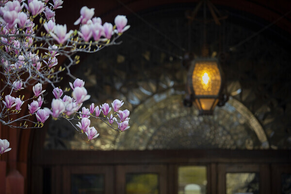 Purple saucer magnolia flowers framing the entrance to Fisher Fine Arts library