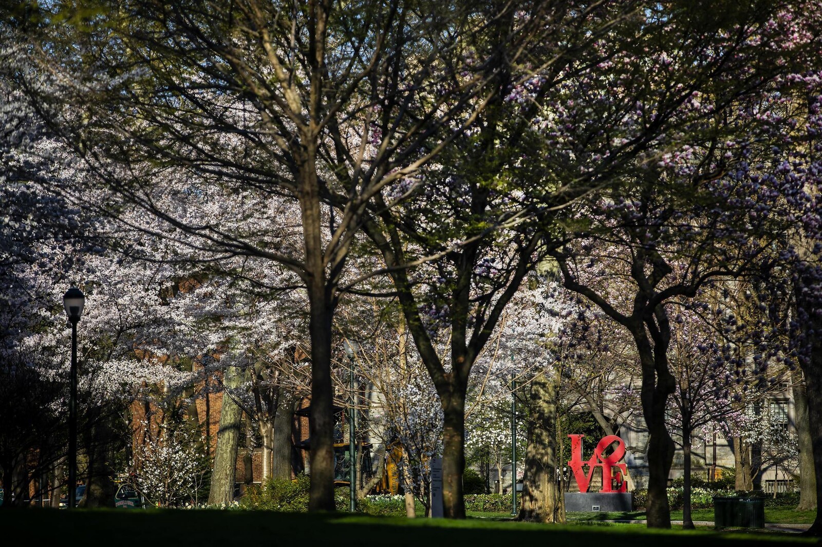 Colorful flowering trees on Coilege Green